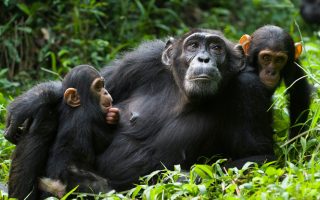3 Days Kibale Chimpanzee Trekking