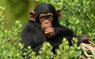 3 Days Ngamba Island & Wildlife