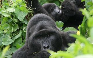 4 Days Bwindi Gorillas and Lake Bunyonyi