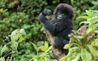 4 Days Bwindi & Mgahinga Gorillas
