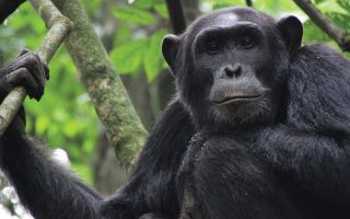 4 Days Chimpanzees & Wildlife Safari