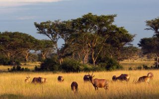 4 Days Queen Elizabeth NP Safari