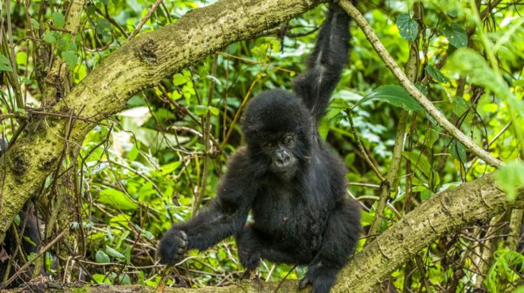5 Days Murchison Falls & Bwindi Gorillas