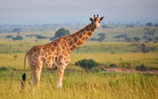 5 Days Uganda Wildlife Safari