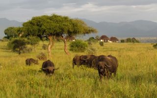 11 Days Uganda Getaway Escapade