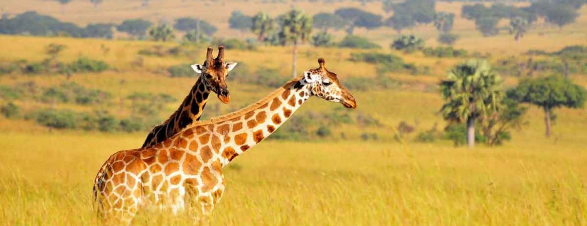 18 Days Discover Uganda Safari