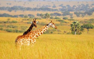 18 Days Discover Uganda Safari