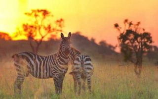 Reasons why you should visit Uganda in 2024