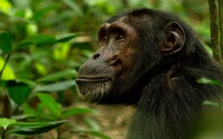 6 Days Uganda Primate Experience