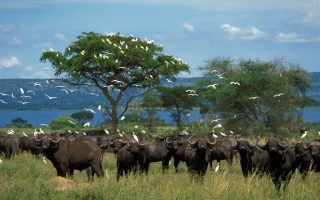 7 Days Uganda Family Safari