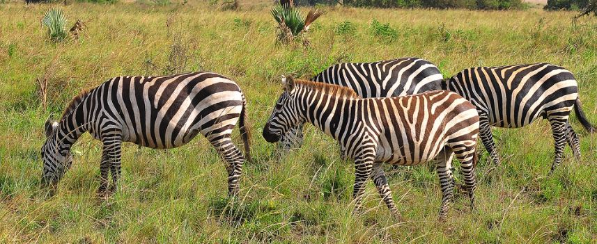 5 Days Kidepo National Park Tour
