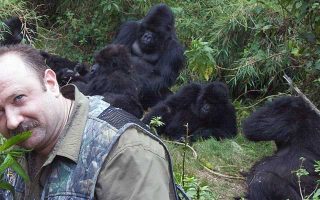 gorilla habituation