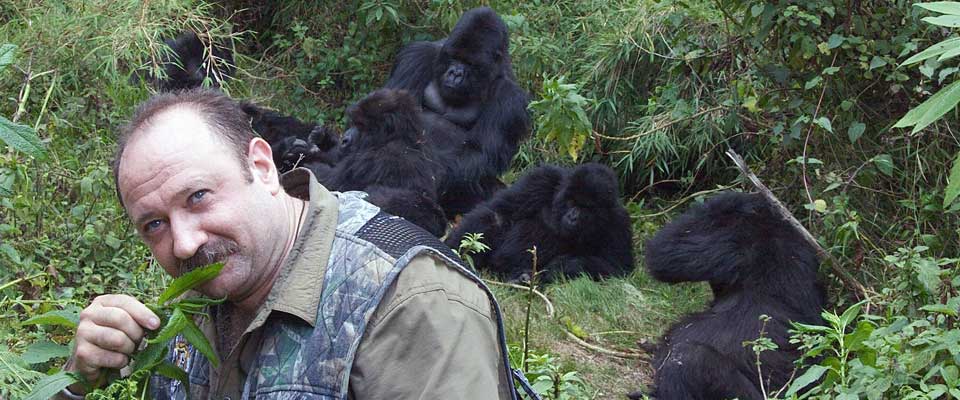 gorilla habituation