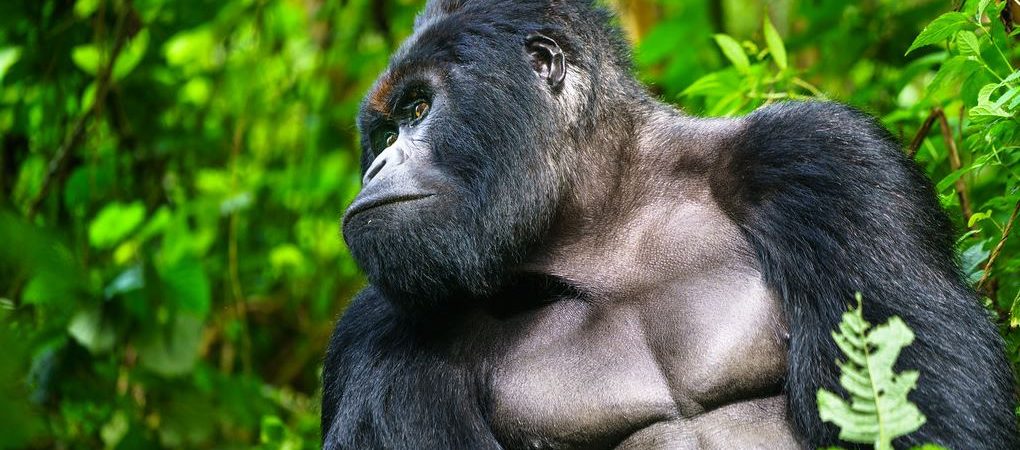 What to do in Virunga National Park besides gorilla trekking