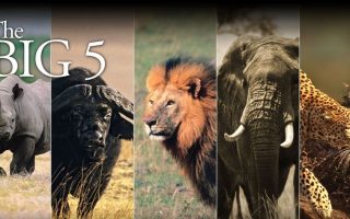 Big 5 in Queen Elizabeth National Park
