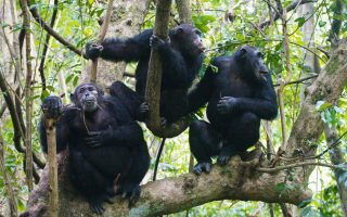 Activities in Kibale National Park