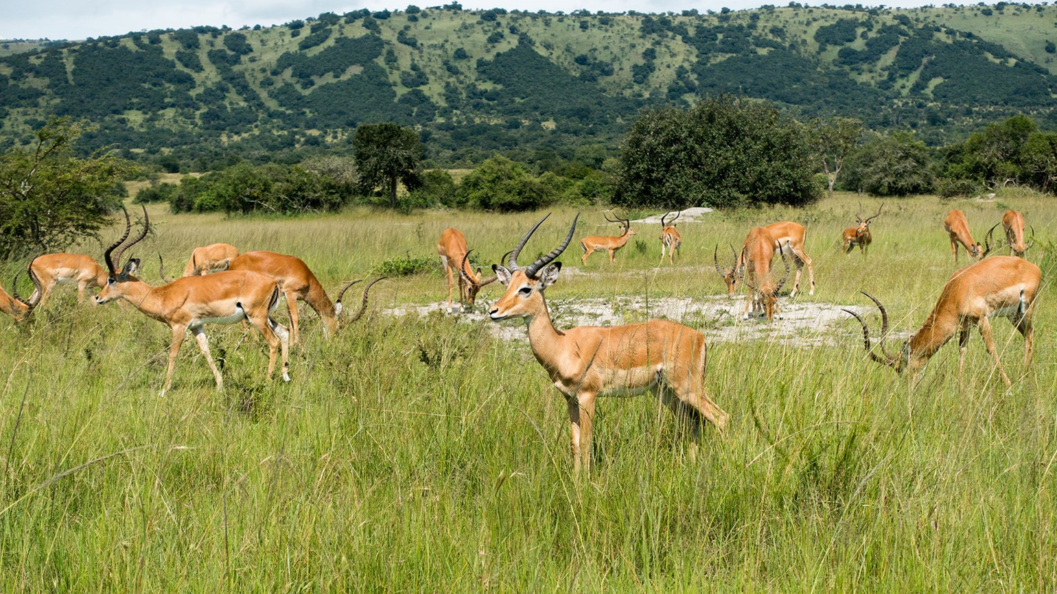 How to prepare for Christmas safari road trip