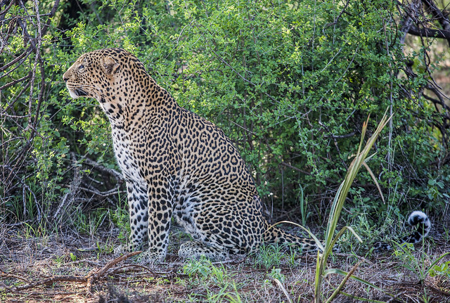Tsavo west national park
