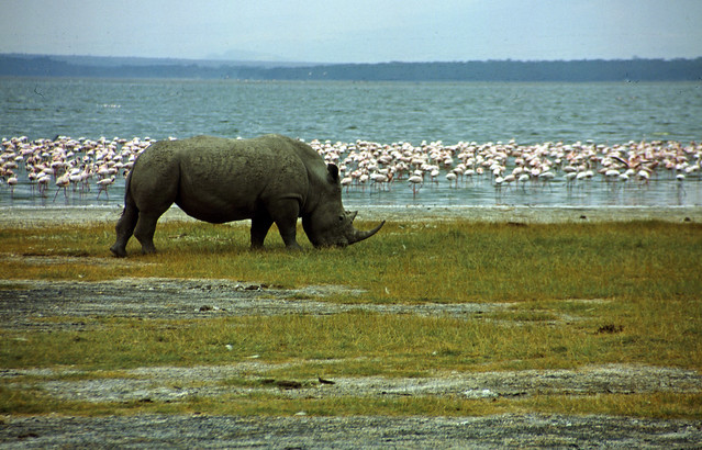 Rhino at Lake Nakuru