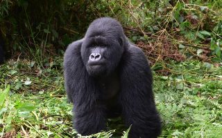 Volcanoes National Park Rwanda