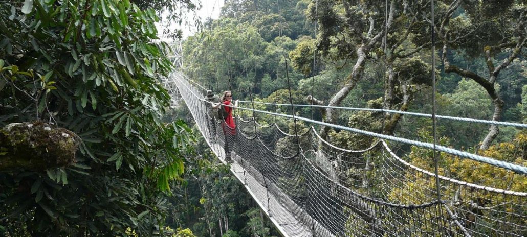 Canopy Walk