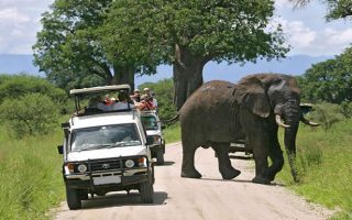 Game Drive in Uganda