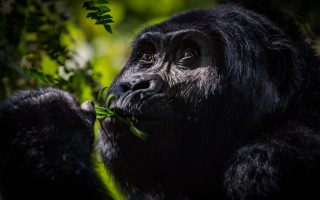 Gorilla Habituation