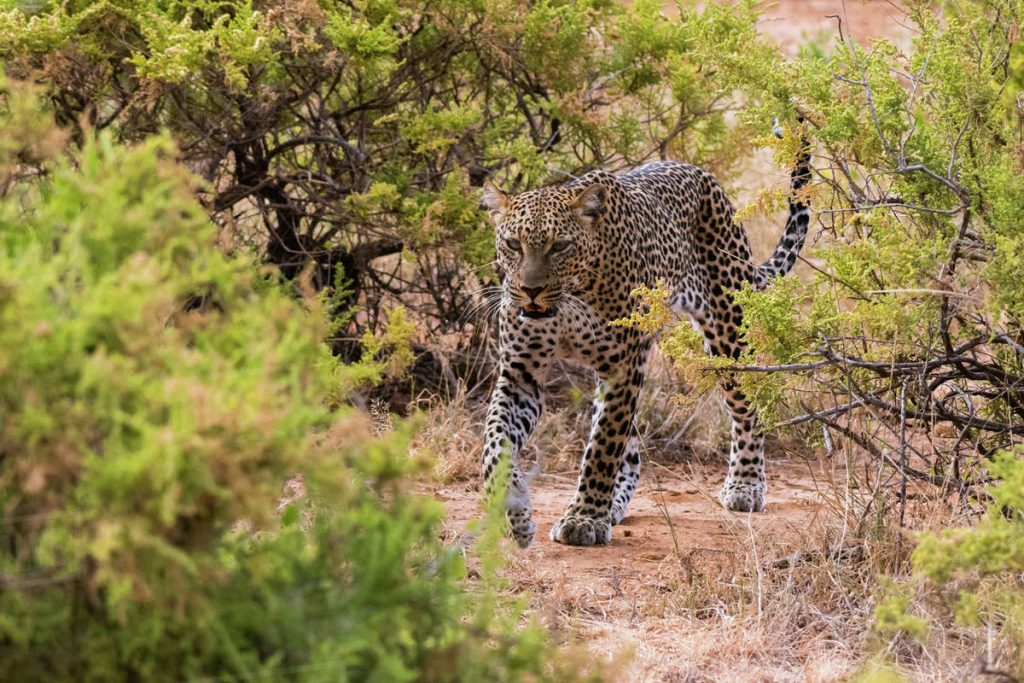 Leopard in Samburu National Park
