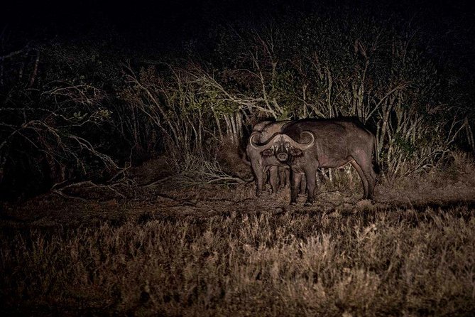 Buffaloes Night Game Drive