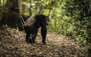 Nyungwe National Park