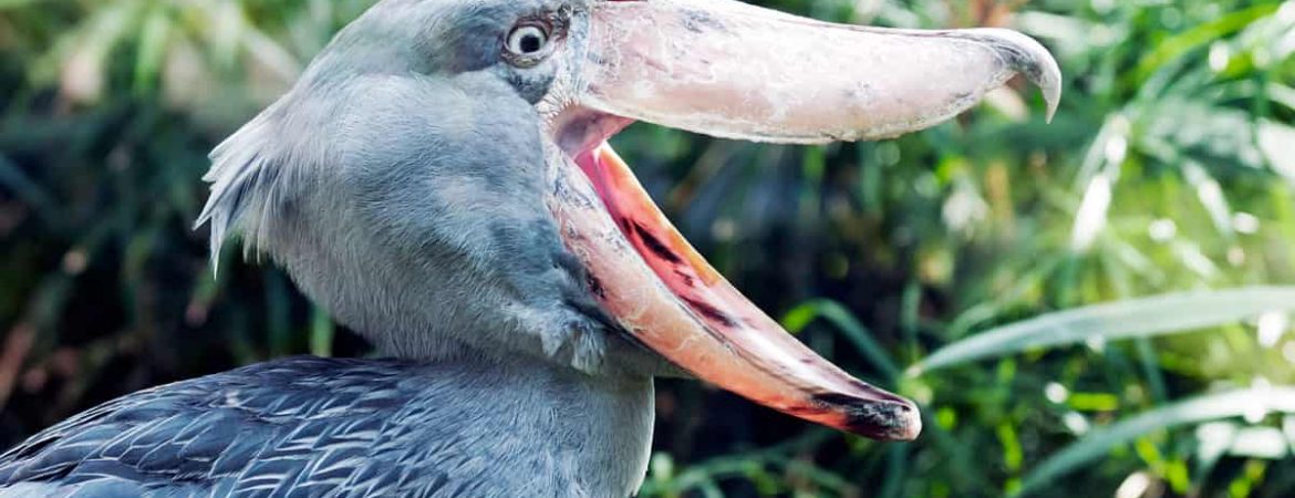 Shoebill Stork