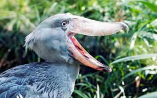 Shoebill Stork