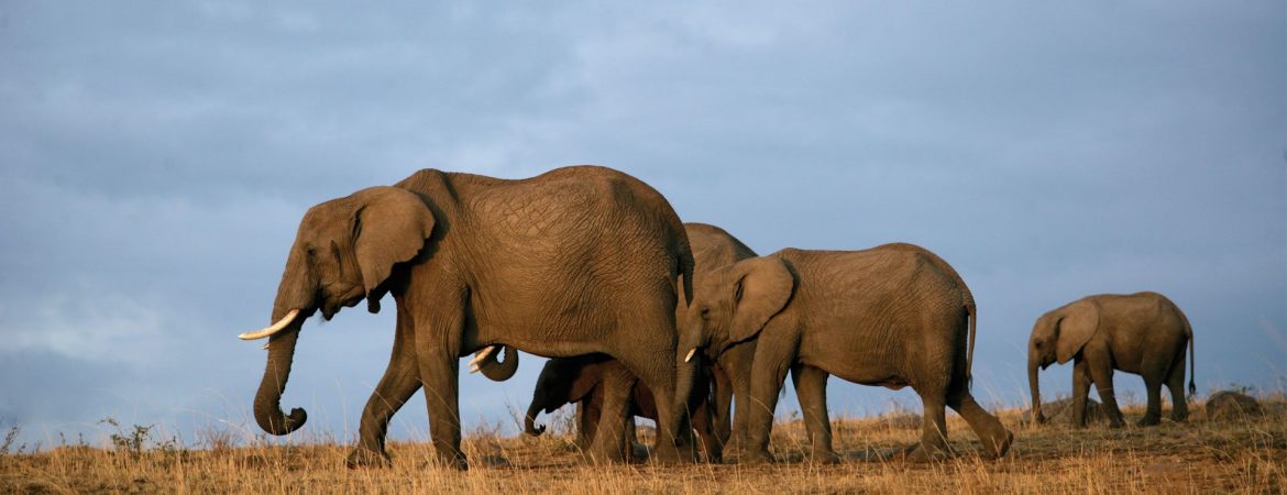 Tsavo East National Park