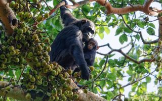 Chimpanzee Habituation