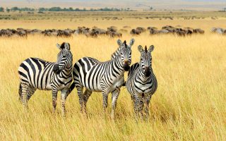 east africa safaris