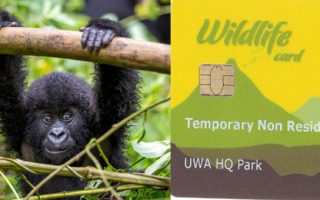gorilla permit in Uganda