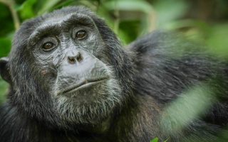 Chimpanzee Trekking in Kibale