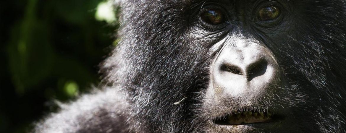 Gorillas in Congo
