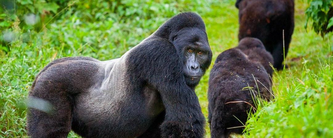 Gorillas in Ruhija Sector of Bwindi Forest National Park