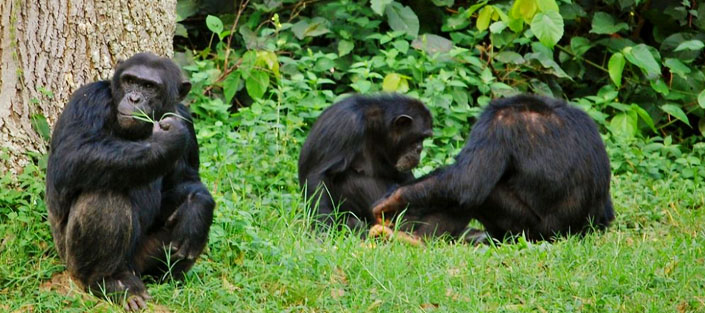 Ngamba Island Chimpanzee Sancturay