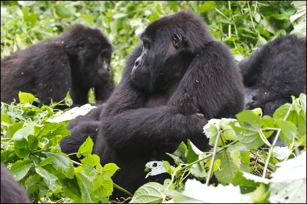 Choosing the best Gorilla trekking destination in Uganda