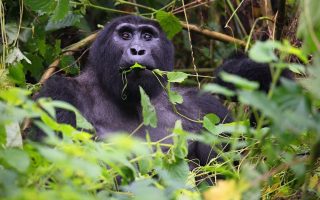 Activities to do at Four Gorillas safari lodge