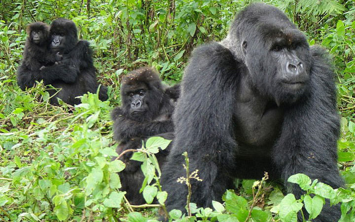 2 Days Gorilla Trekking Uganda from Kigali