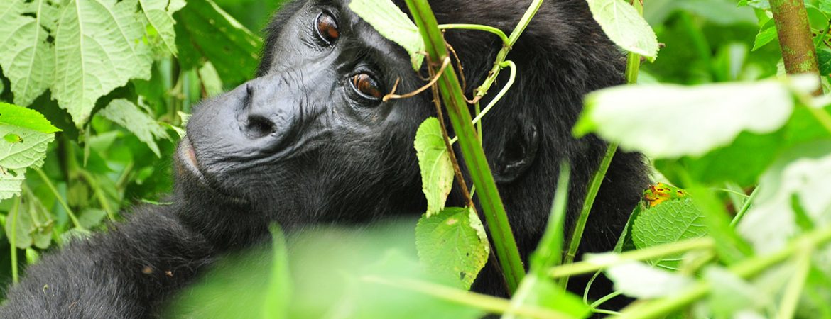 2 Days Gorilla Trekking Uganda from Kigali