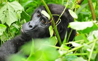 2 Days Gorilla Trekking Uganda from Kigali