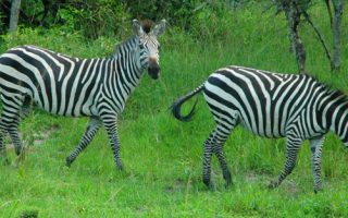2 Days Lake Mburo Safari
