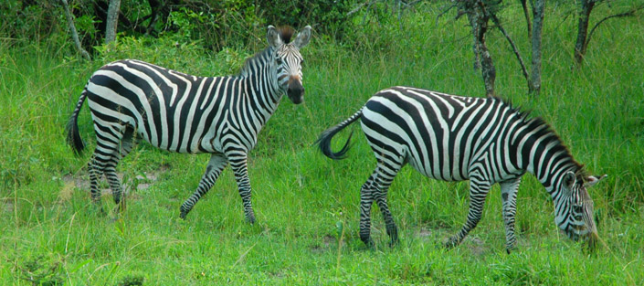 2 Days Lake Mburo Safari