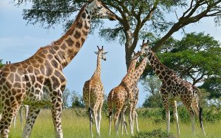 2 Days Murchison Falls Tour