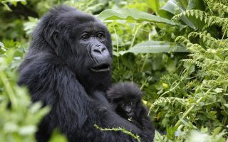 3 Days Gorilla Trekking from Kampala