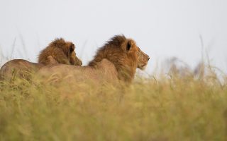 3 Days Murchison Falls Tour